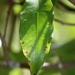 Syzygium cymosum Leaf