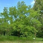 Juglans cinerea Habitat