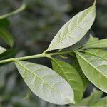 Gymnanthes riparia Hoja