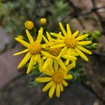 Senecio squalidus Blomma