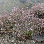 Limonium humile Flower