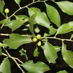 Schoepfia vacciniiflora Fruto