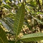 Sorocea bonplandii Hoja