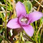 Gentianella columnae