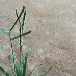 Paspalum distichum Blomst