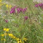 Vernonia noveboracensis Flower