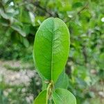 Annona spinescens Yaprak