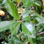 Pyracantha crenulata Leaf