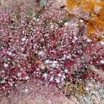 Sedum caeruleum Цвят