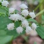Ageratina aromatica Λουλούδι