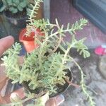 Sedum diffusum Delienn