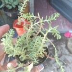 Sedum diffusum পাতা