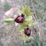 Ophrys passionis Çiçek