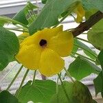 Uncarina decaryi Flower