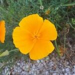 Eschscholzia californica花