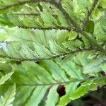 Dryopteris erythrosora 葉