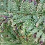 Dryopteris atrata Листок