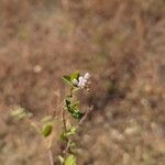 Desmodium tortuosum 花