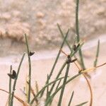 Cyperus laevigatus Λουλούδι