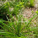 Carex lurida Blatt