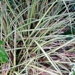 Carex ornithopoda Folha