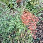 Nandina domestica Habit