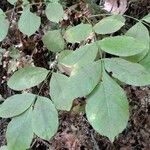 Fraxinus latifolia Leaf