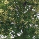 Sophora japonica 葉