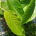 Juglans nigra Likasa
