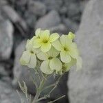 Biscutella auriculata Floare