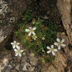 Arenaria grandiflora Kvet