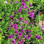 Dimorphotheca jucunda Çiçek