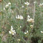 Dorycnium pentaphyllum Flor