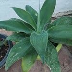 Agave attenuata পাতা