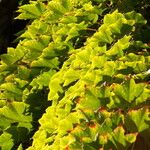 Parthenocissus tricuspidata Leaf