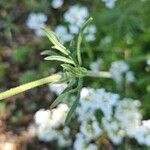 Geranium tuberosum Листок