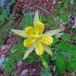 Aquilegia chrysantha Blüte