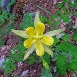 Aquilegia chrysantha Flor