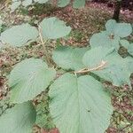 Viburnum lantanoides Leaf