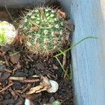 Echinocereus pectinatus Fuelha