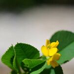 Medicago murex Flower