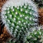 Mammillaria spinosissima Hoja