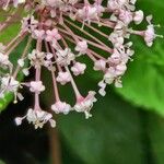 Ceanothus americanus Flor