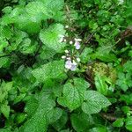 Stachys aculeolata Hoja