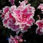 Rhododendron alabamense Floro