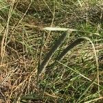 Phleum pratense Leaf