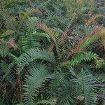 Blechnum cordatum Hàbitat