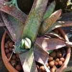 Gasteria excelsa Hostoa