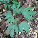 Scaphium macropodum Leaf