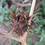 Datura ferox Плод